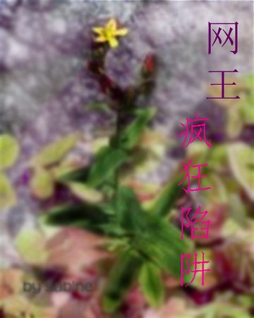 (网王同人)疯狂陷阱