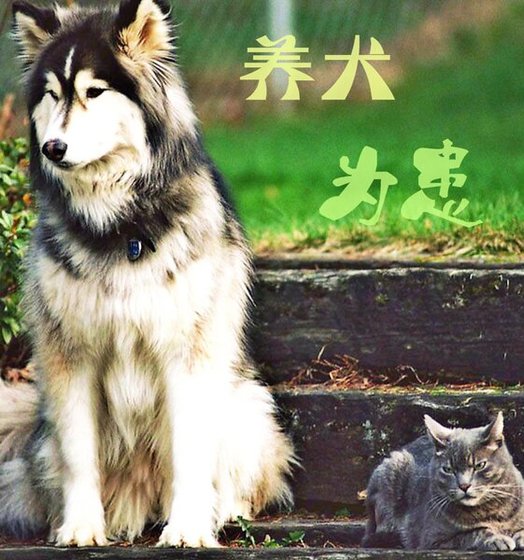 养犬为患/此攻不售