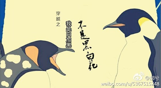 穿越之我是白加黑不是黑白花