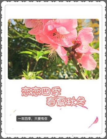 恋恋四季春夏秋冬