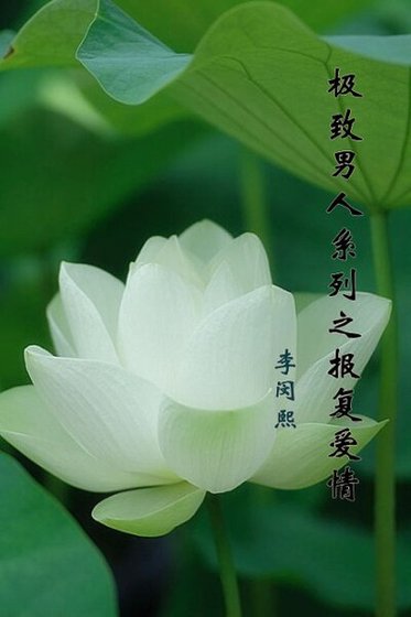 极致男人系列之报复爱情