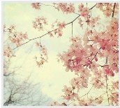 青蛇