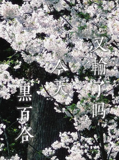 黑百合今天又输了吗