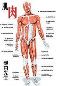 《肌肉+悬疑小说家+亲爱的, 该吃药了+午夜十二点的自习教室+病毒+失眠症患者》